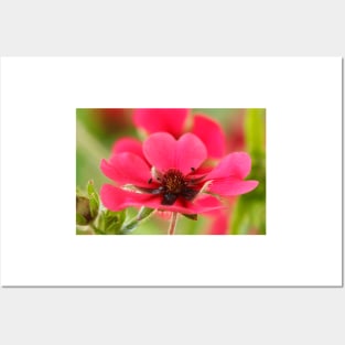 Potentilla nepalensis  Nepal Cinquefoil Posters and Art